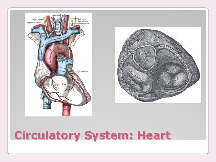 Circulatory System: Heart 