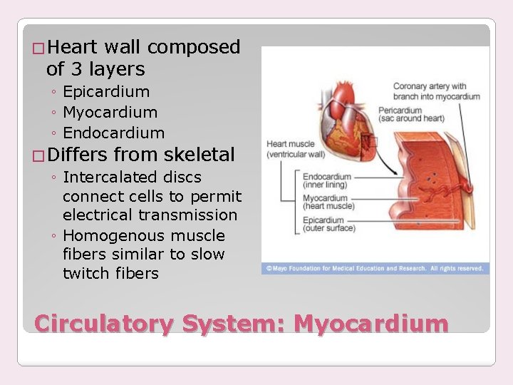 �Heart wall composed of 3 layers ◦ Epicardium ◦ Myocardium ◦ Endocardium �Differs from