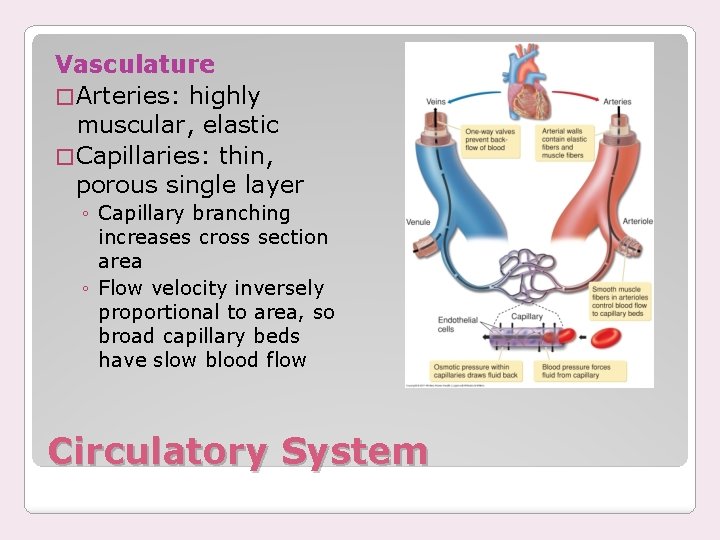 Vasculature � Arteries: highly muscular, elastic � Capillaries: thin, porous single layer ◦ Capillary