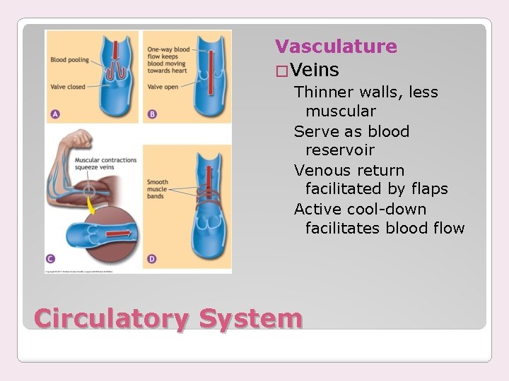 Vasculature �Veins Thinner walls, less muscular Serve as blood reservoir Venous return facilitated by