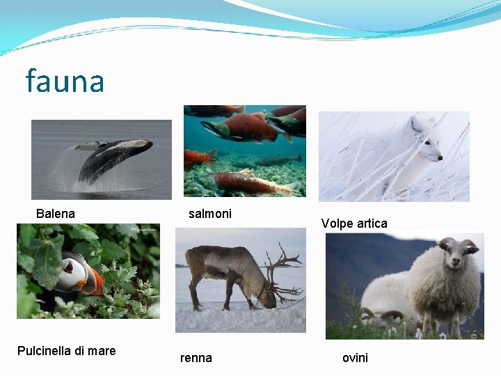 fauna Balena Pulcinella di mare salmoni renna Volpe artica ovini 