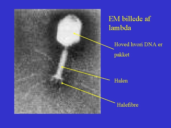 EM billede af lambda Hoved hvori DNA er pakket Halen Halefibre 