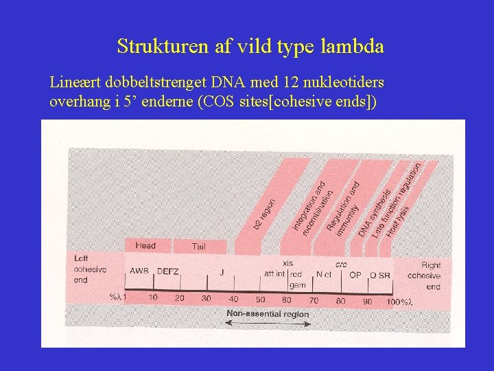 Strukturen af vild type lambda Lineært dobbeltstrenget DNA med 12 nukleotiders overhang i 5’