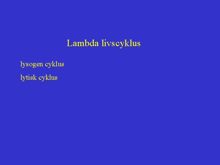 Lambda livscyklus lysogen cyklus lytisk cyklus 