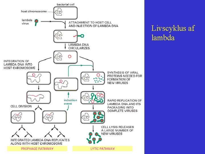 Livscyklus af lambda 