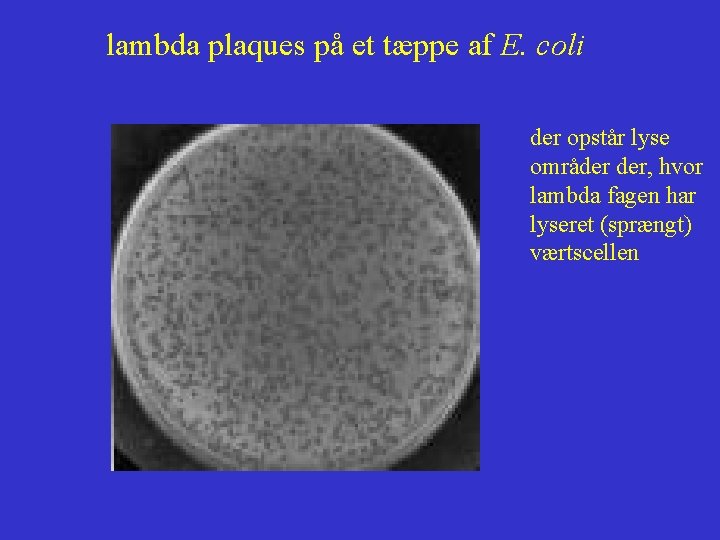 lambda plaques på et tæppe af E. coli der opstår lyse områder der, hvor