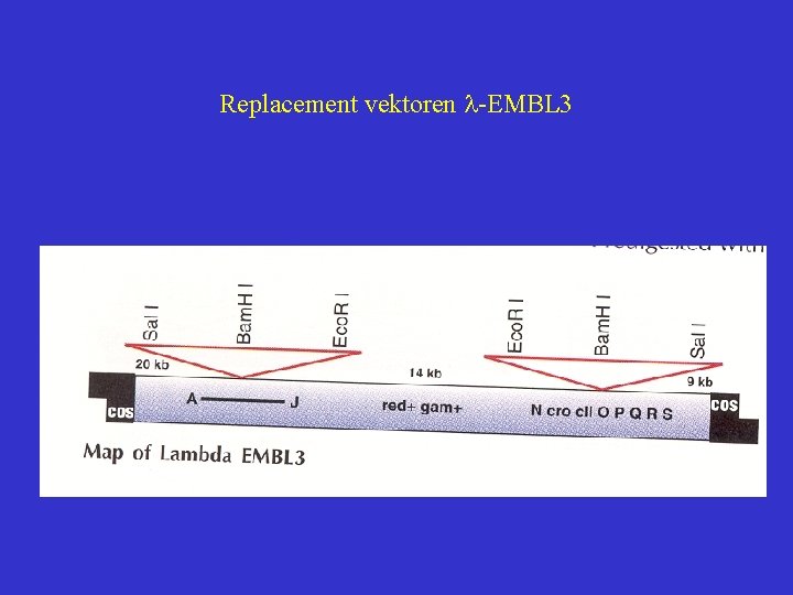 Replacement vektoren l-EMBL 3 