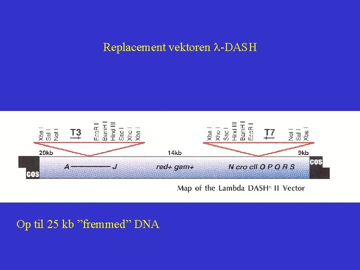 Replacement vektoren l-DASH Op til 25 kb ”fremmed” DNA 