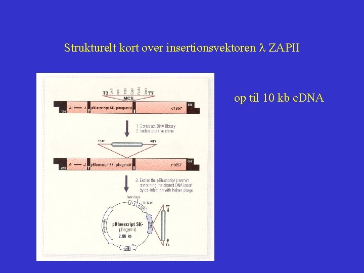 Strukturelt kort over insertionsvektoren l ZAPII op til 10 kb c. DNA 