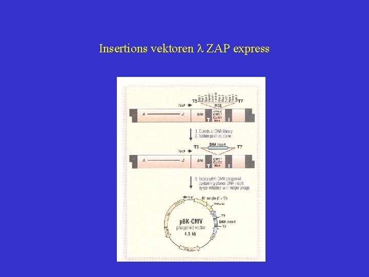 Insertions vektoren l ZAP express 