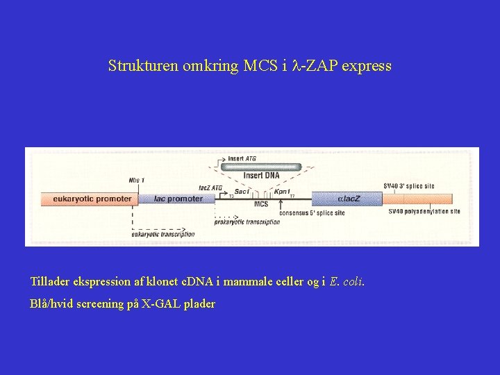 Strukturen omkring MCS i l-ZAP express Tillader ekspression af klonet c. DNA i mammale