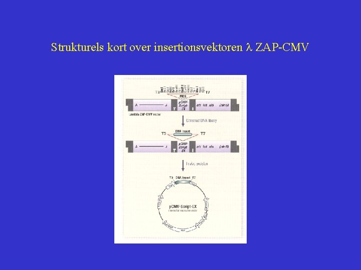 Strukturels kort over insertionsvektoren l ZAP-CMV 