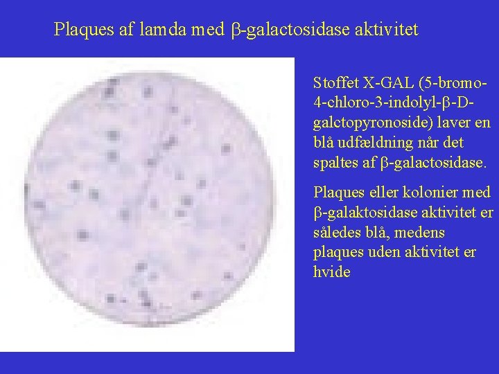 Plaques af lamda med b-galactosidase aktivitet Stoffet X-GAL (5 -bromo 4 -chloro-3 -indolyl-b-Dgalctopyronoside) laver