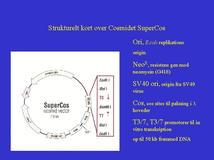 Strukturelt kort over Cosmidet Super. Cos Ori, E. coli replikations origin Neo. R, resistens