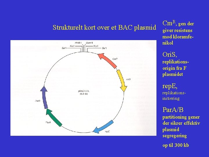 Strukturelt kort over et BAC plasmid Cm. R, gen der giver resistens mod kloramfenikol