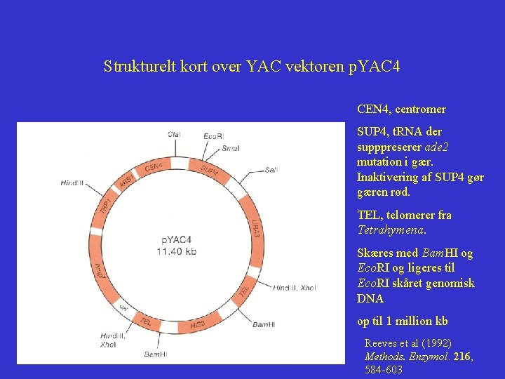 Strukturelt kort over YAC vektoren p. YAC 4 CEN 4, centromer SUP 4, t.