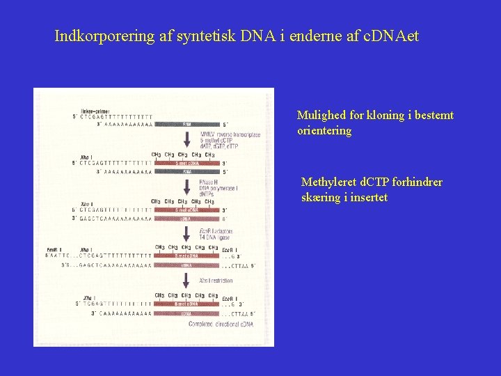 Indkorporering af syntetisk DNA i enderne af c. DNAet Mulighed for kloning i bestemt