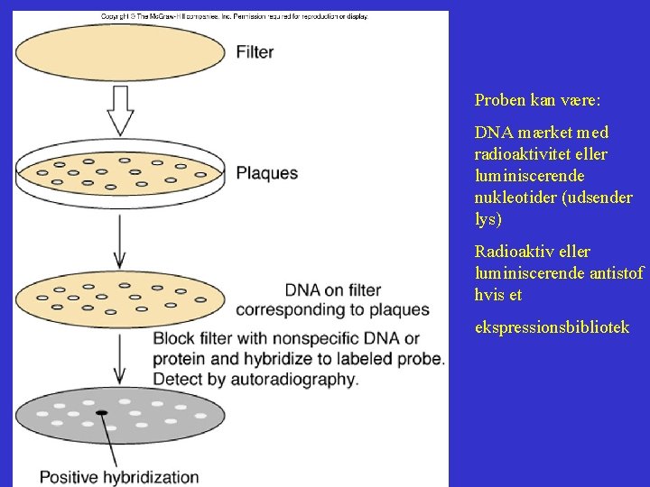 Proben kan være: DNA mærket med radioaktivitet eller luminiscerende nukleotider (udsender lys) Radioaktiv eller