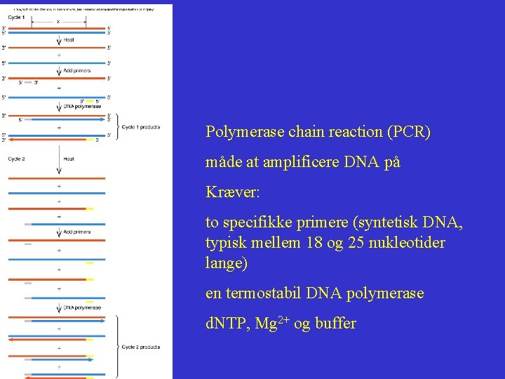 Polymerase chain reaction (PCR) måde at amplificere DNA på Kræver: to specifikke primere (syntetisk