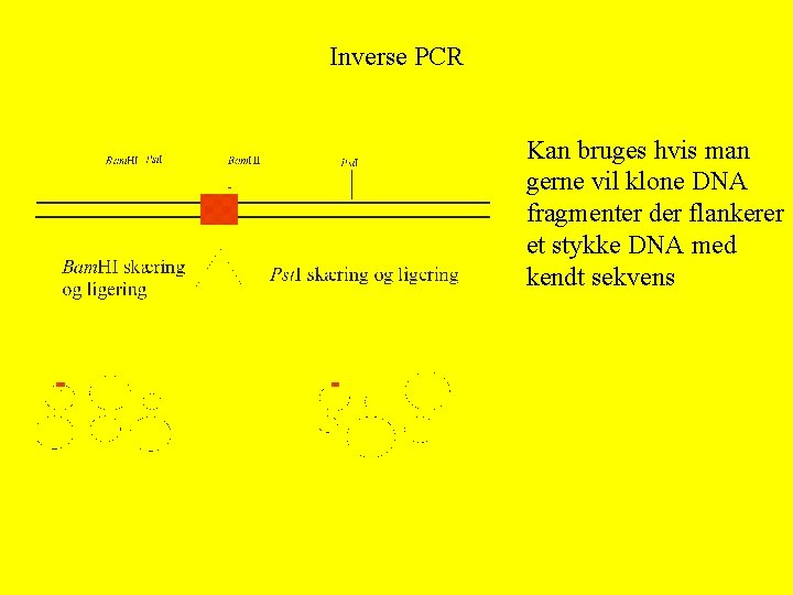 Inverse PCR Kan bruges hvis man gerne vil klone DNA fragmenter der flankerer et