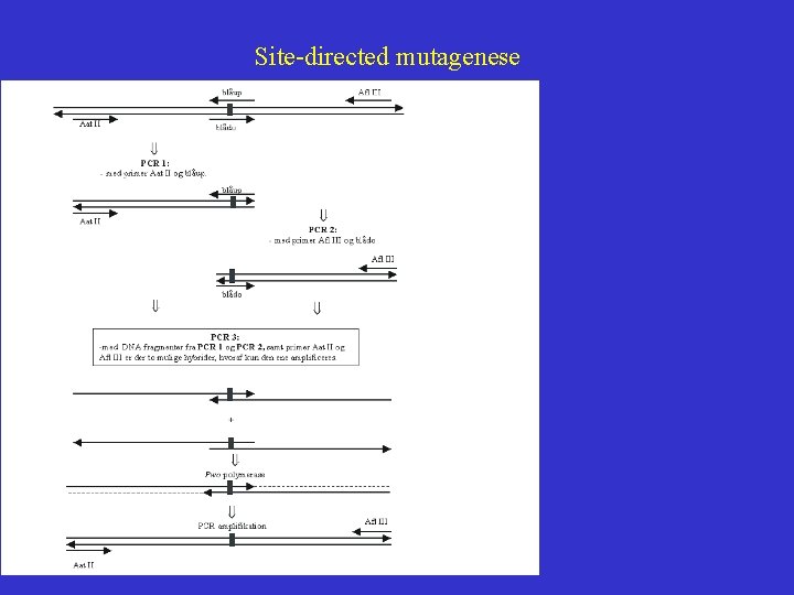 Site-directed mutagenese 