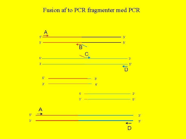 Fusion af to PCR fragmenter med PCR 