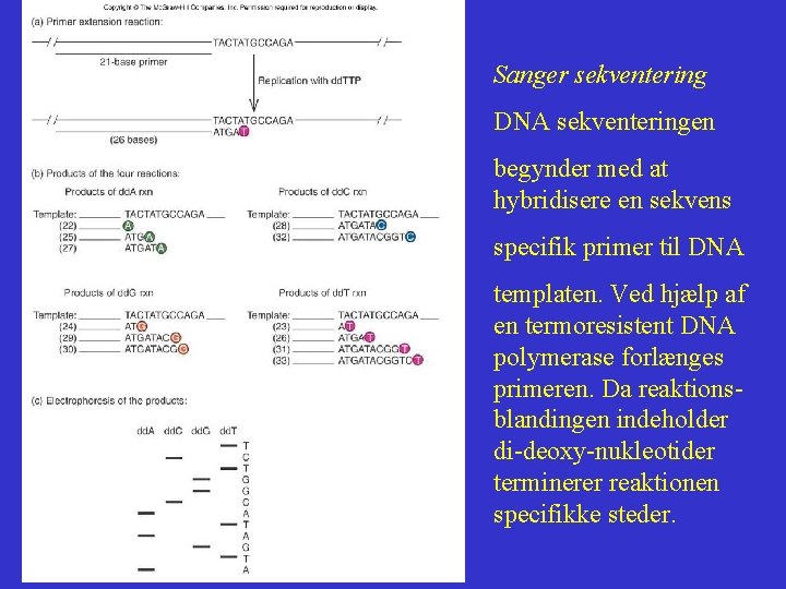 Sanger sekventering DNA sekventeringen begynder med at hybridisere en sekvens specifik primer til DNA