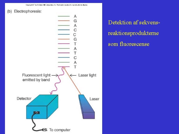 Detektion af sekvensreaktionsprodukterne som fluorescense 