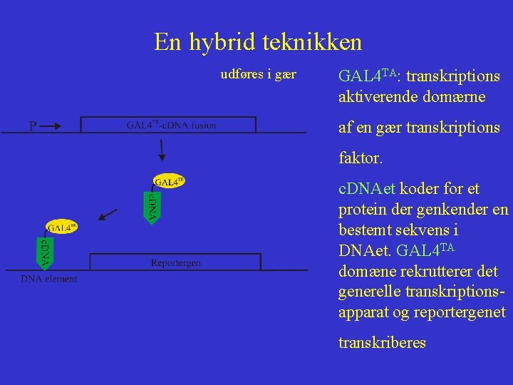 En hybrid teknikken udføres i gær GAL 4 TA: transkriptions aktiverende domærne af en