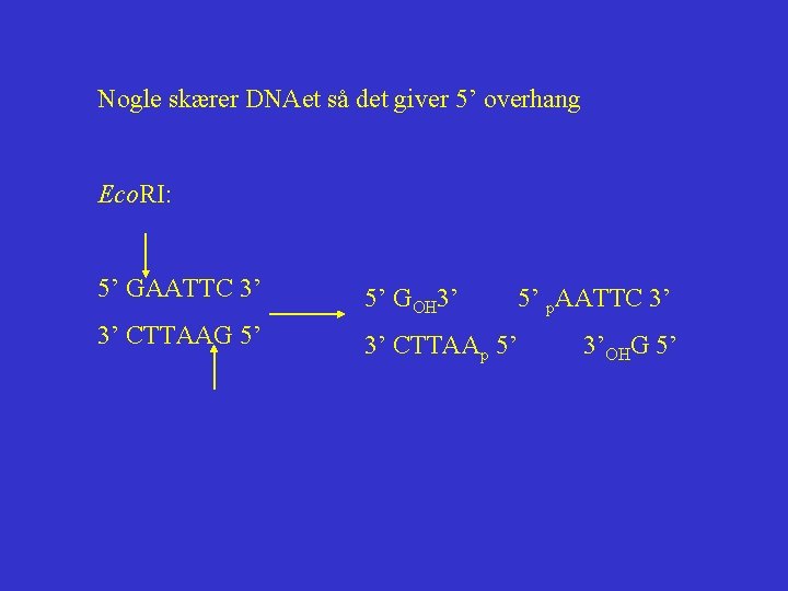 Nogle skærer DNAet så det giver 5’ overhang Eco. RI: 5’ GAATTC 3’ 5’