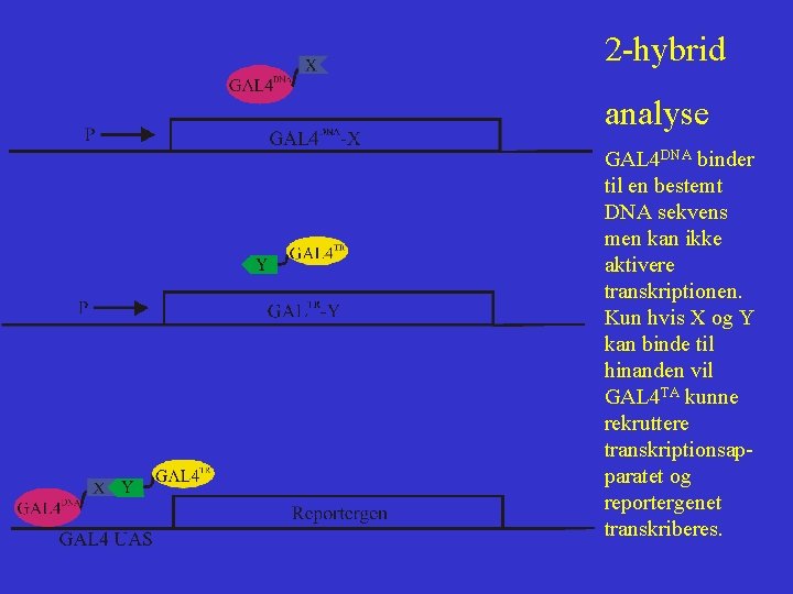2 -hybrid analyse GAL 4 DNA binder til en bestemt DNA sekvens men kan 2 -hybrid analyse GAL 4 DNA binder til en bestemt DNA sekvens men kan