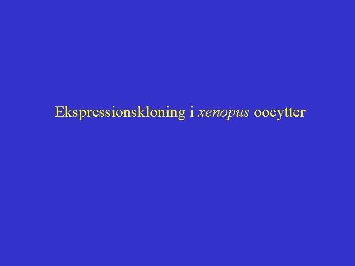 Ekspressionskloning i xenopus oocytter 