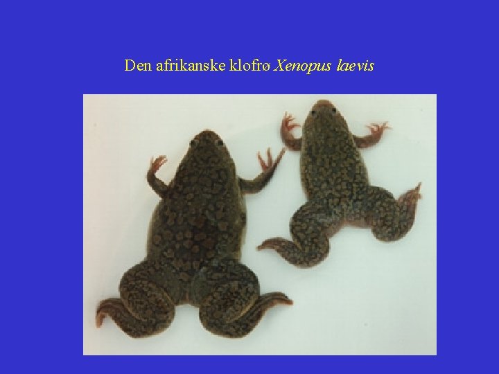 Den afrikanske klofrø Xenopus laevis 