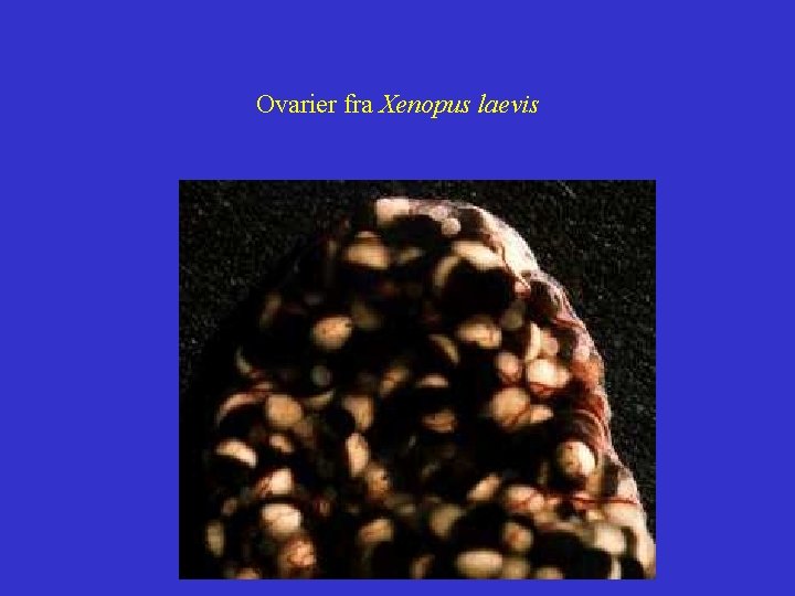 Ovarier fra Xenopus laevis 
