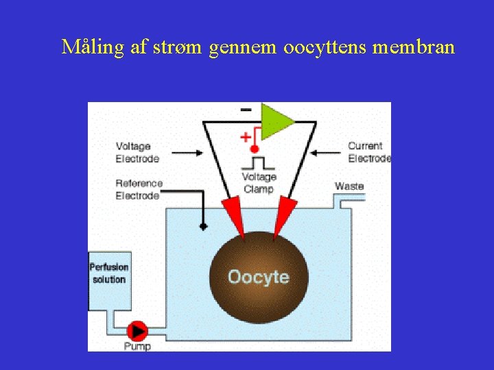 Måling af strøm gennem oocyttens membran 