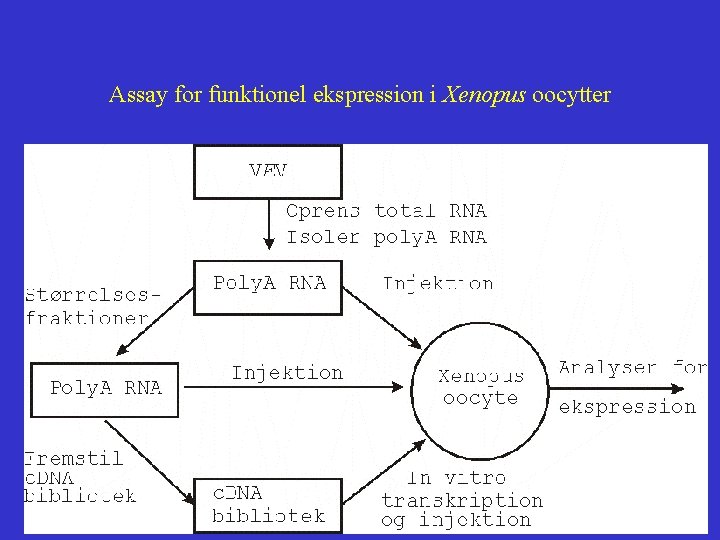 Assay for funktionel ekspression i Xenopus oocytter 