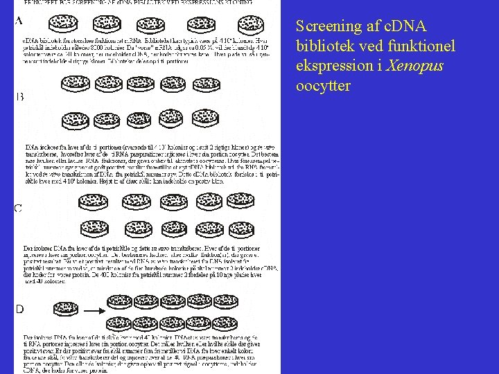 Screening af c. DNA bibliotek ved funktionel ekspression i Xenopus oocytter 