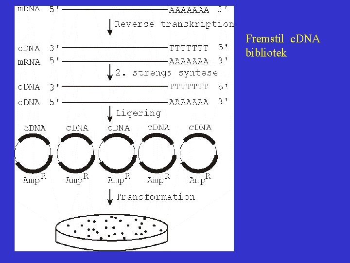 Fremstil c. DNA bibliotek 