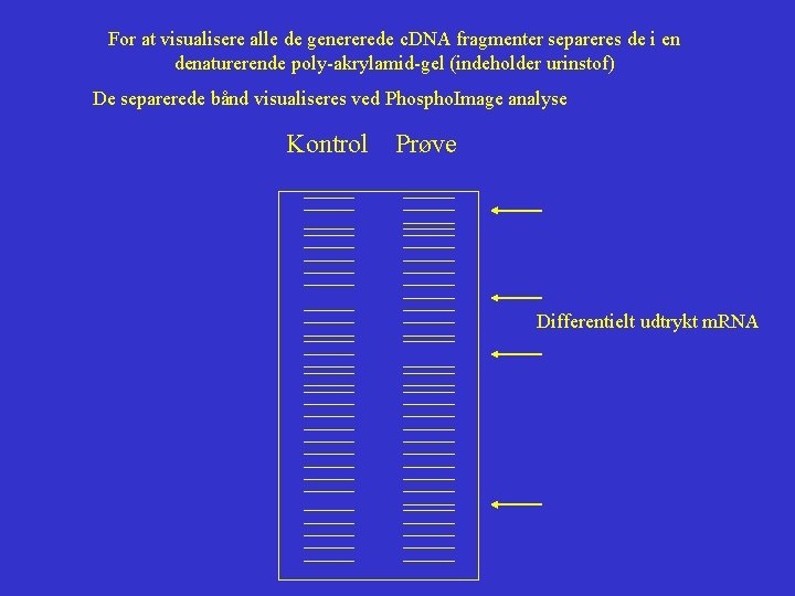 For at visualisere alle de genererede c. DNA fragmenter separeres de i en denaturerende