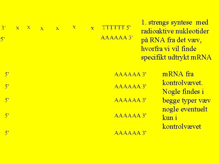 1. strengs syntese med radioaktive nukleotider på RNA fra det væv, hvorfra vi vil