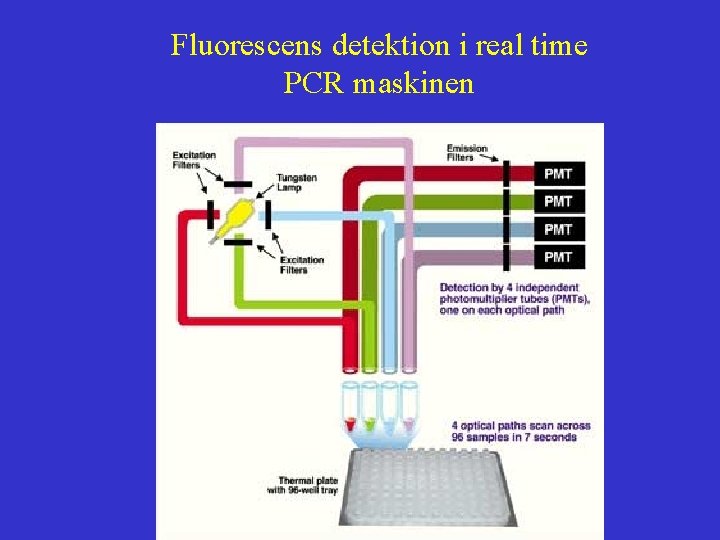 Fluorescens detektion i real time PCR maskinen 