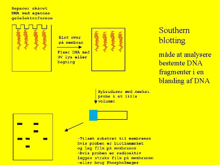 Southern blotting måde at analysere bestemte DNA fragmenter i en blanding af DNA Southern blotting måde at analysere bestemte DNA fragmenter i en blanding af DNA