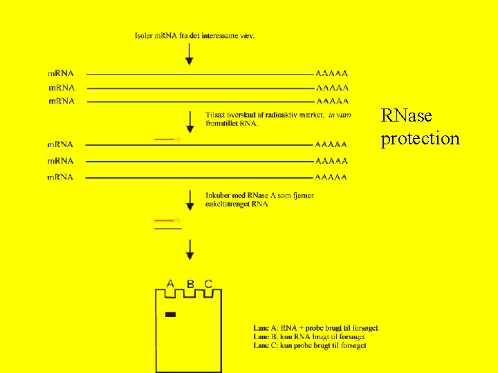 RNase protection 