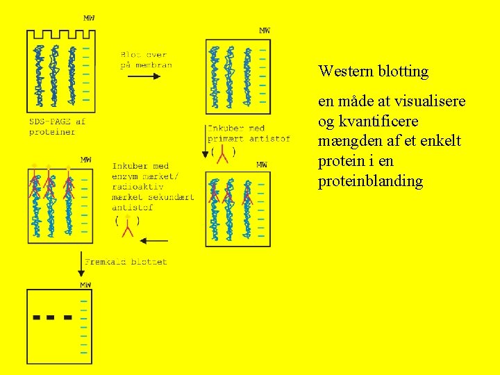 Western blotting en måde at visualisere og kvantificere mængden af et enkelt protein i
