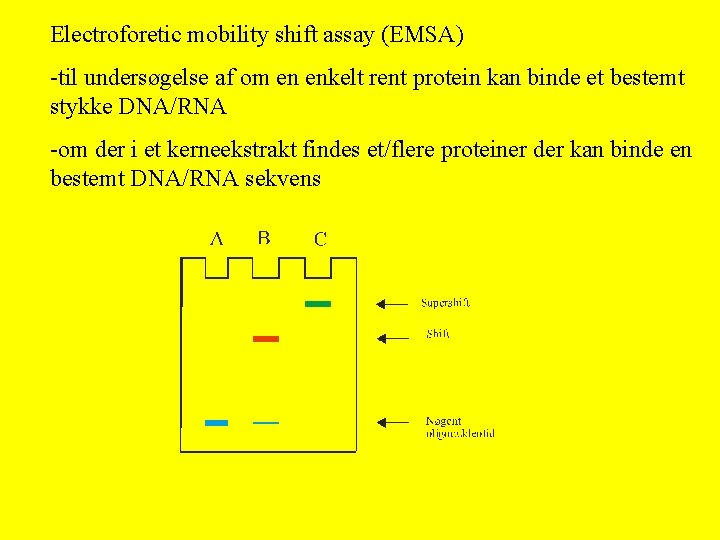 Electroforetic mobility shift assay (EMSA) -til undersøgelse af om en enkelt rent protein kan