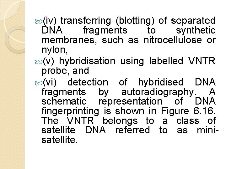 (iv) transferring (blotting) of separated DNA fragments to synthetic membranes, such as nitrocellulose (iv) transferring (blotting) of separated DNA fragments to synthetic membranes, such as nitrocellulose