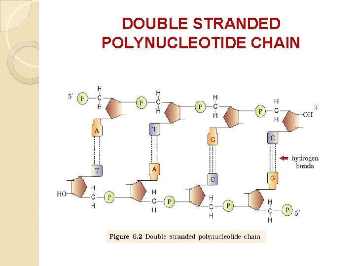 DOUBLE STRANDED POLYNUCLEOTIDE CHAIN DOUBLE STRANDED POLYNUCLEOTIDE CHAIN