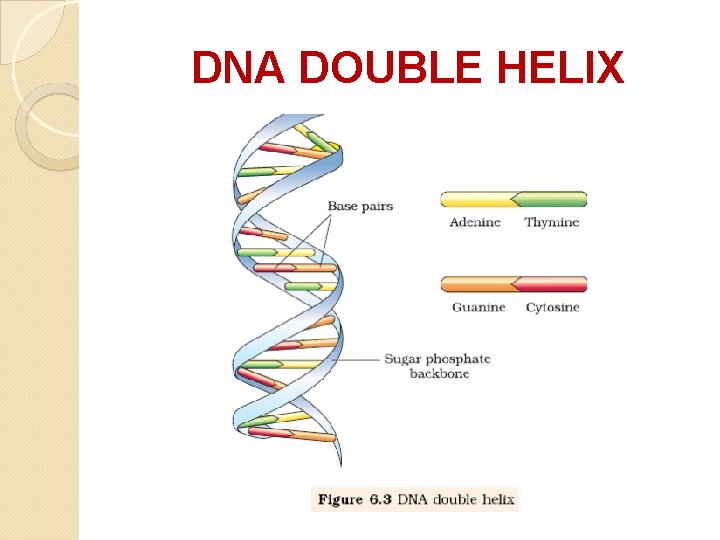 DNA DOUBLE HELIX DNA DOUBLE HELIX