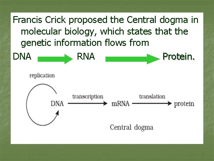 Francis Crick proposed the Central dogma in molecular biology, which states that the genetic Francis Crick proposed the Central dogma in molecular biology, which states that the genetic
