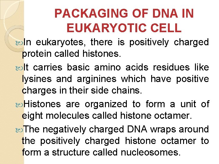 PACKAGING OF DNA IN EUKARYOTIC CELL In eukaryotes, there is positively charged protein called PACKAGING OF DNA IN EUKARYOTIC CELL In eukaryotes, there is positively charged protein called